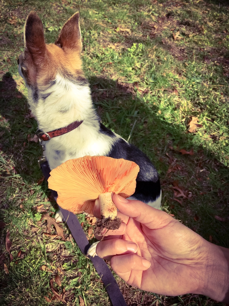 lactarius deliciosus