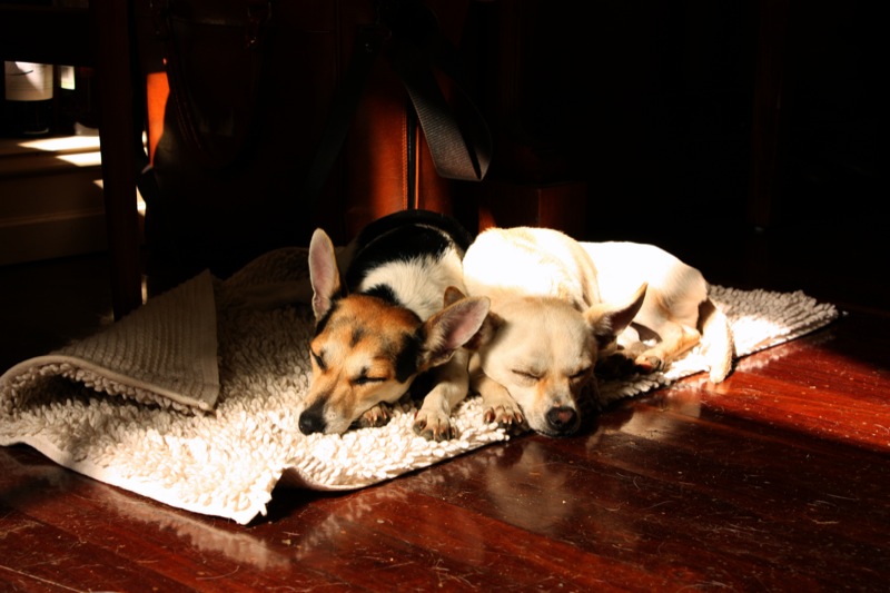 let sleeping dogs